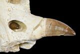 Mosasaur (Prognathodon) Jaw Section With Unerupted Tooth #150160-1